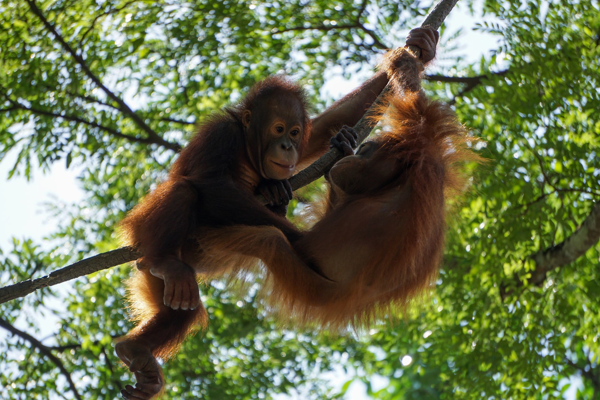 Los orangutanes «desarrollan su propia jerga» igual que los humanos