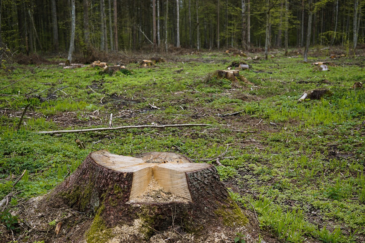 Deforestación de la Amazonía brasileña marca nuevo récord para febrero