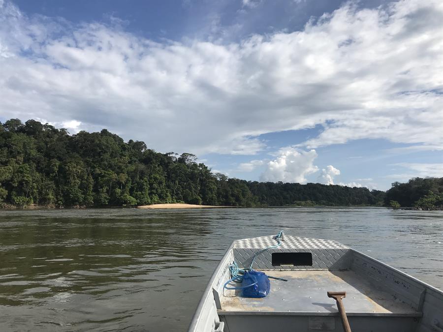 La dinámica de los ríos, detrás de la rica diversidad de aves de la Amazonía