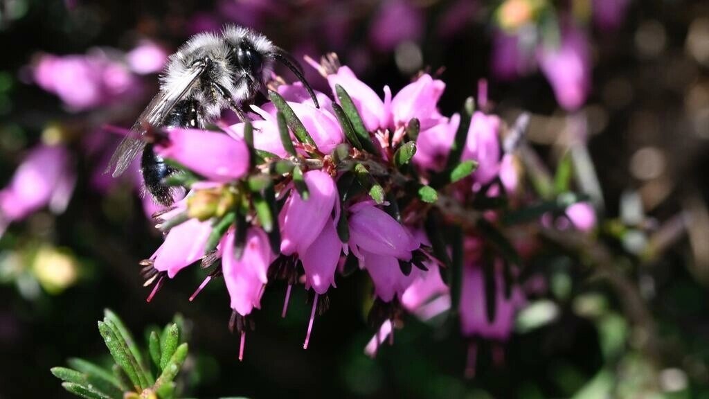 Las abejas son más resistentes al cambio climático que los abejorros, según un estudio