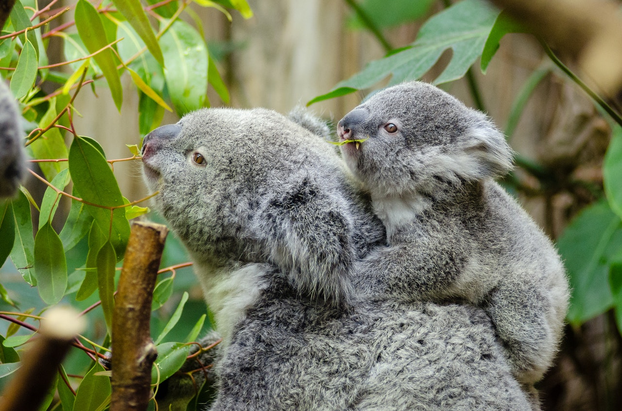 Los koalas, declarados en peligro de extinción en Australia