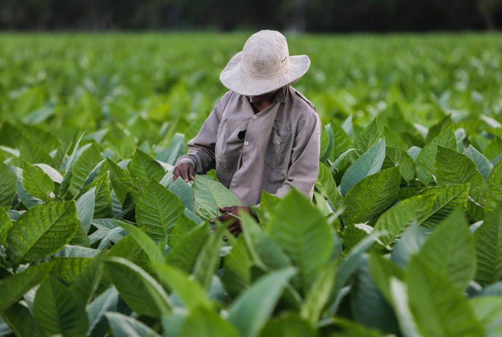 Escasez de fertilizantes en Cuba golpea la producción de habanos