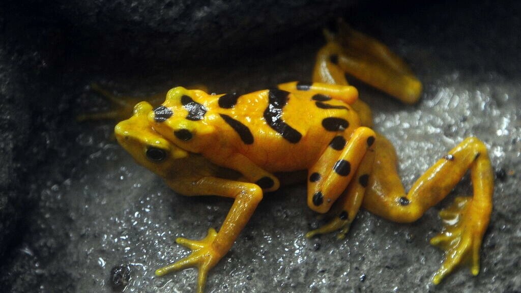 El sapo dorado de Costa Rica, víctima del calentamiento del planeta según climatólogos