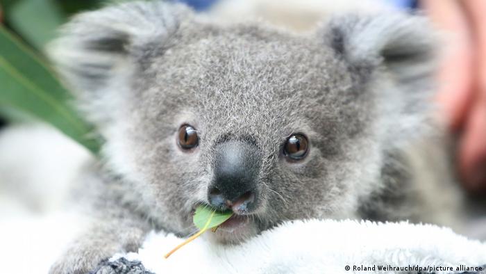 Científicos quieren congelar esperma de koalas para salvarlos de la extinción