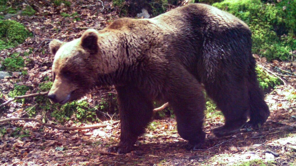 El número de osos aumentó en los Pirineos en 2021