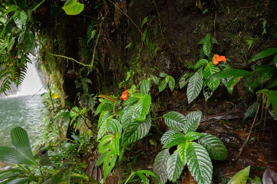 Redescubren en Ecuador una flor que se creía extinta desde hacía casi 40 años