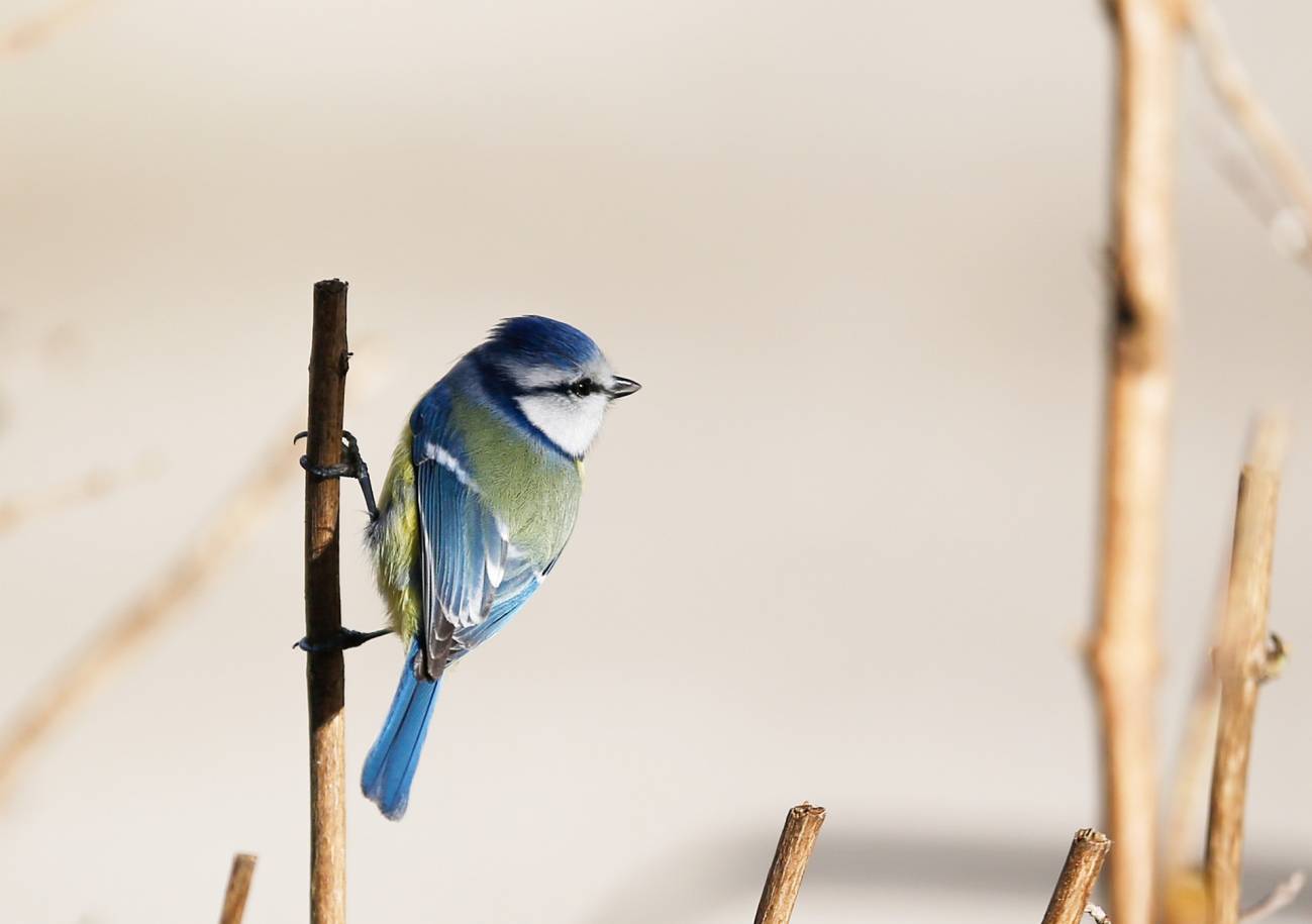 Parásitos en aves: la temperatura como el factor más influyente