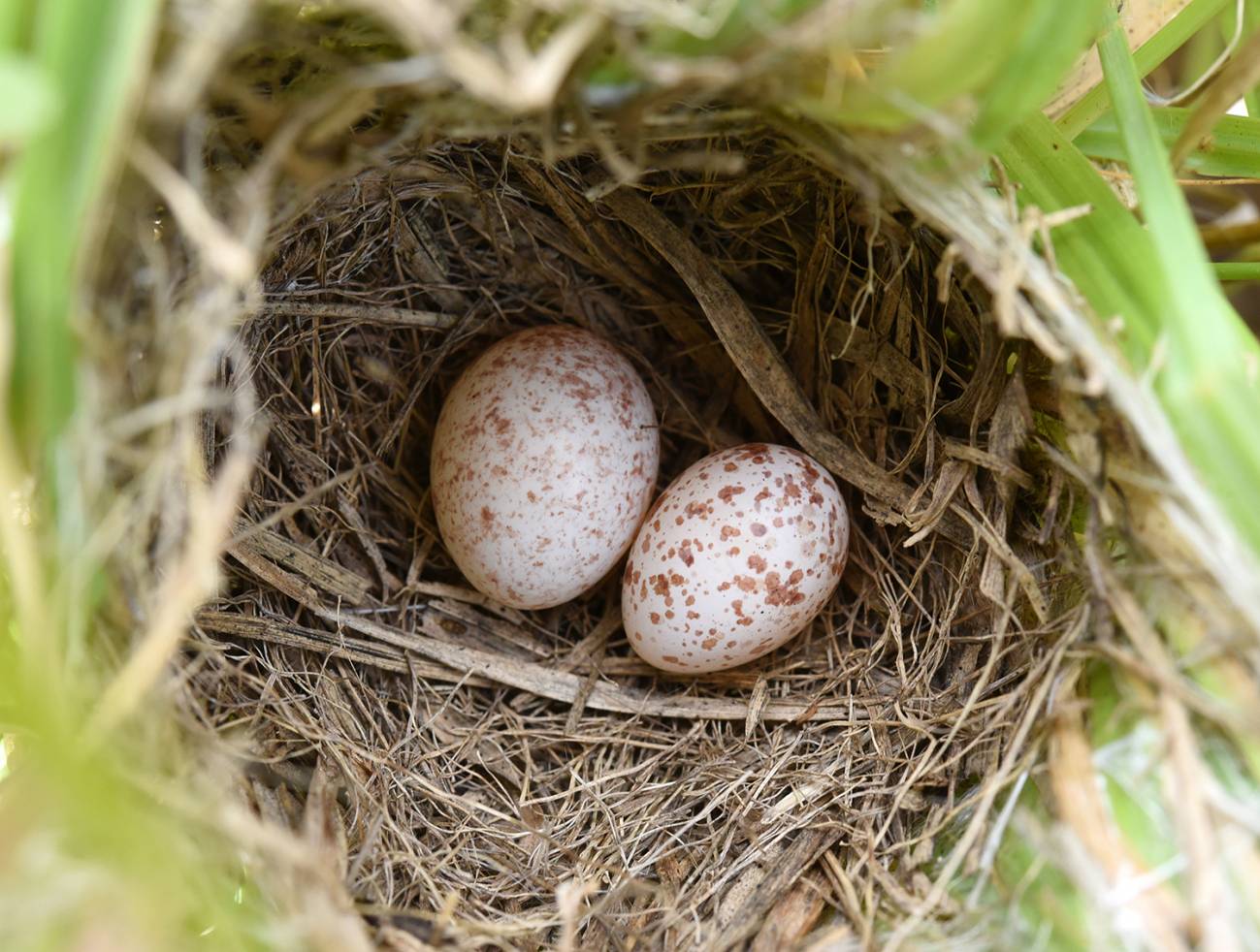 La ventaja evolutiva de las aves que imitan huevos se convierte en un arma de doble filo