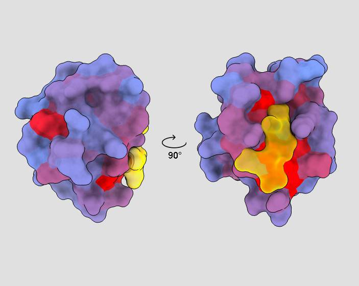 Las ‘puertas ocultas’ en las proteínas humanas ayudarán al descubrimiento de fármacos