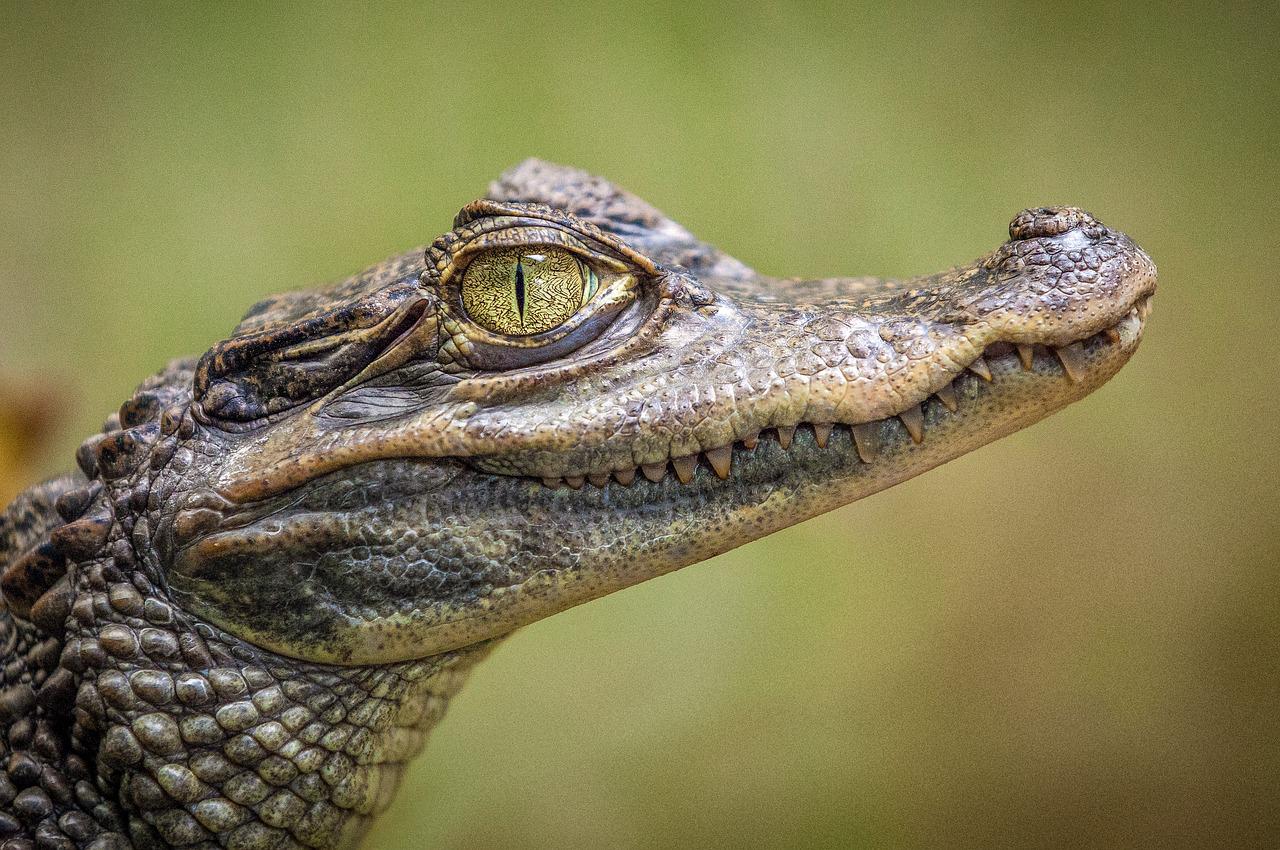 El 21 % de las especies de reptiles está en peligro de extinción