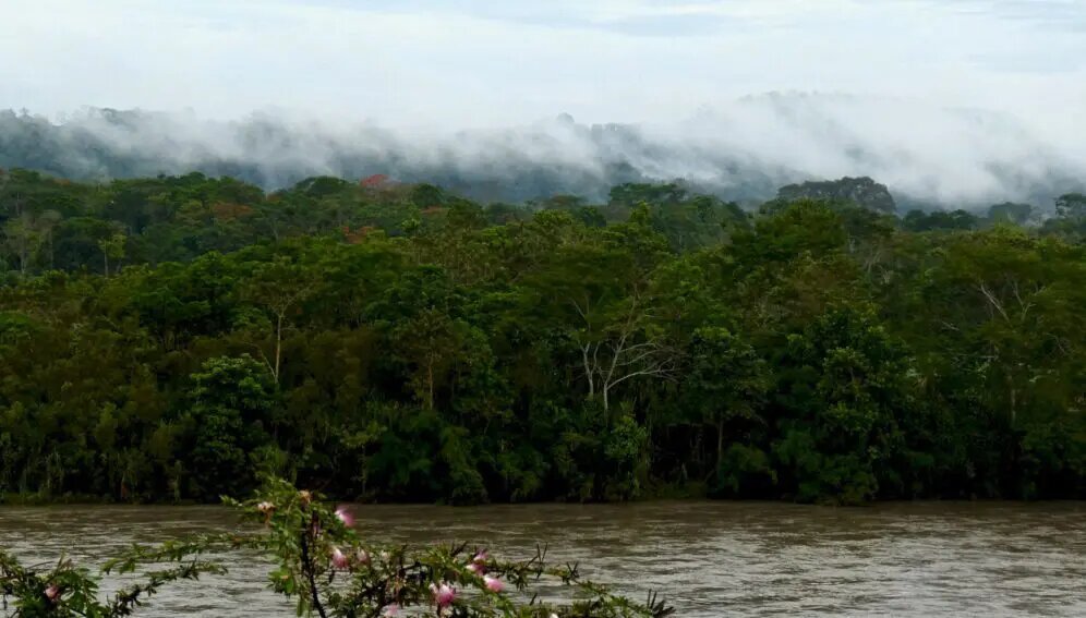 Bosques hacen más por el clima que solo capturar carbono