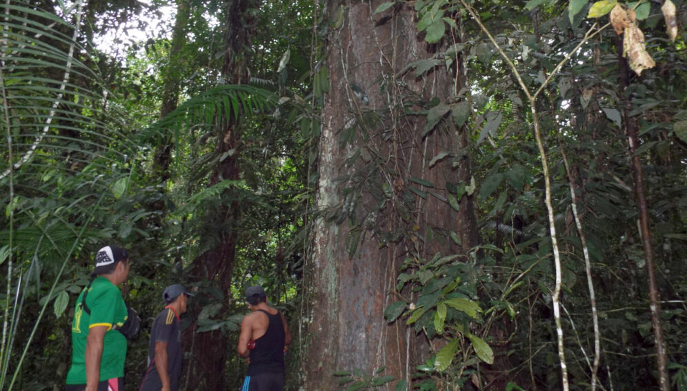 Precariedad laboral rodea recopilación de datos forestales