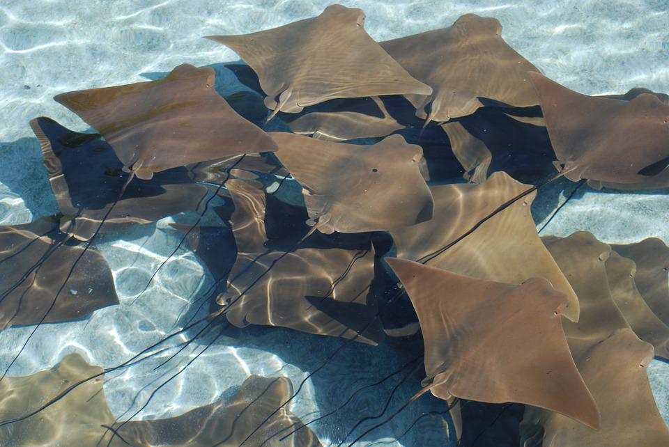 Marcan 10 mantarrayas para identificar sus patrones migratorios en Galápagos