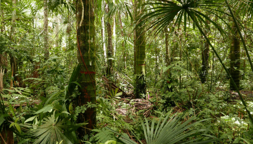 Perú: Mapeo de turberas amazónicas facilitará su conservación