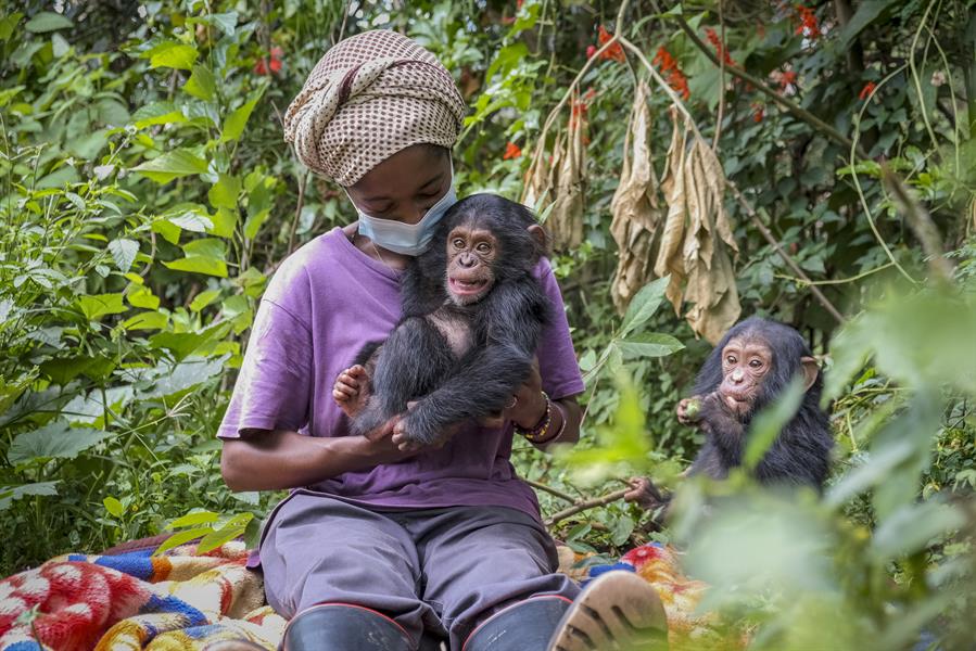 Lwiro, un oasis para los chimpancés en la República Democrática del Congo