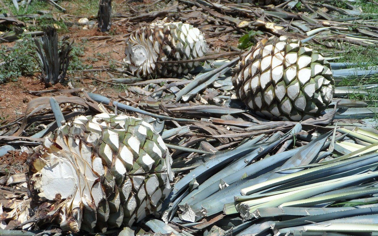 nanotecnolog-a-y-bagazo-de-agave-para-tratar-lceras-diab-ticas