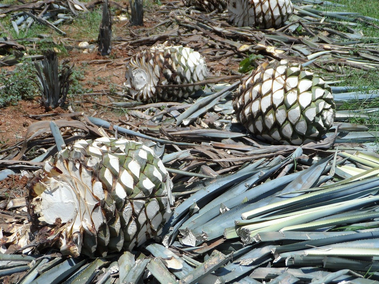 Nanotecnología y bagazo de agave para tratar úlceras diabéticas