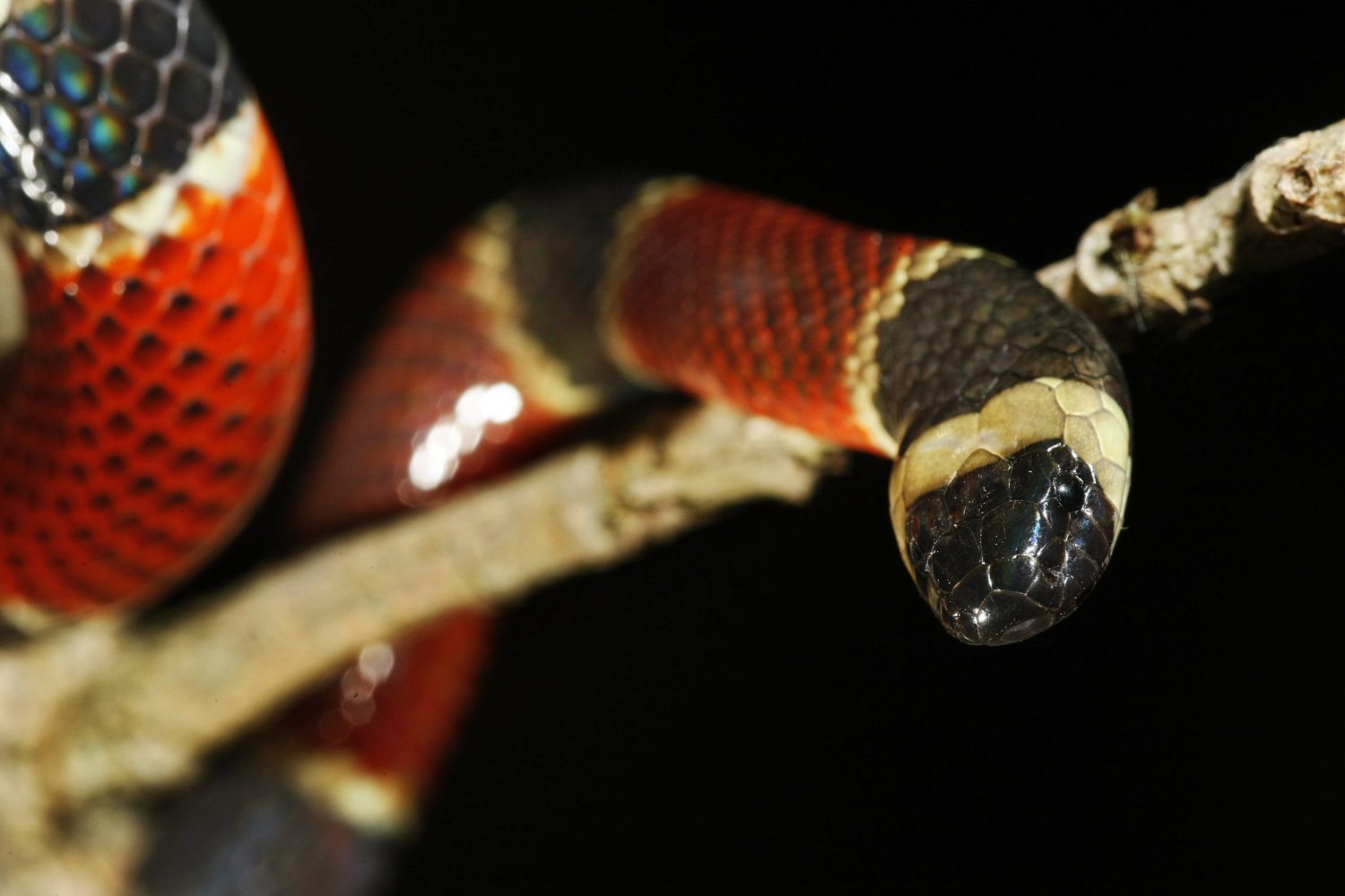 La IA constata que hay más especies de reptiles en peligro de extinción