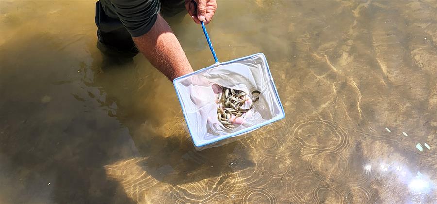 Logran criar peces nativos de Florida genéticamente puros