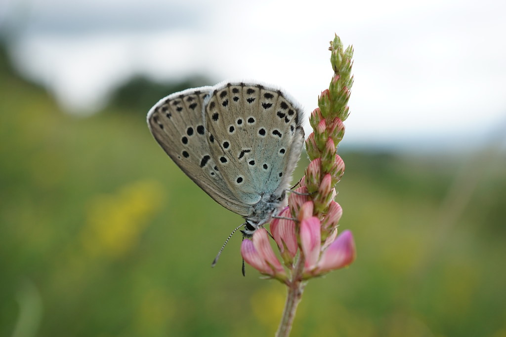 La mitad de las mariposas del Reino Unido, en peligro de extinción