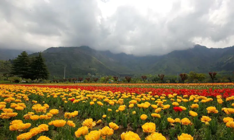 La Cachemira india reabre el jardín de tulipanes más grande de Asia