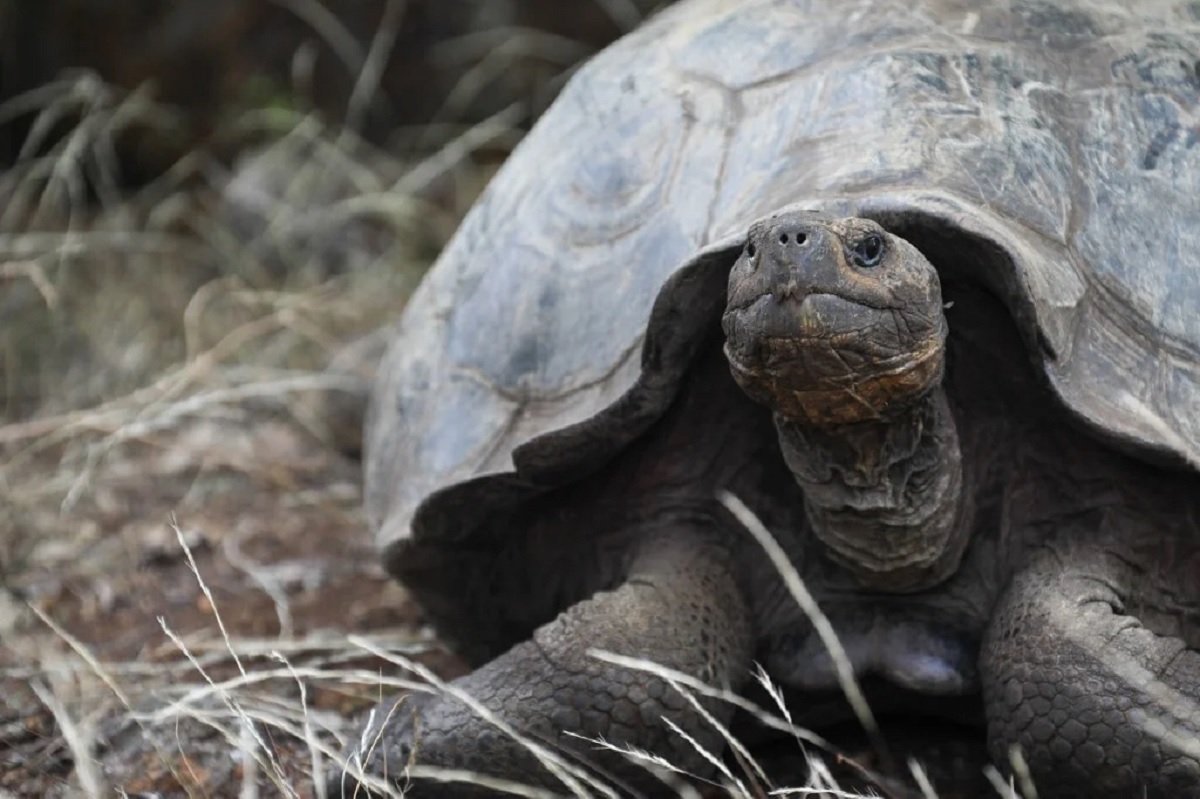 Un estudio de ADN revela una nueva especie de tortuga en Galápagos