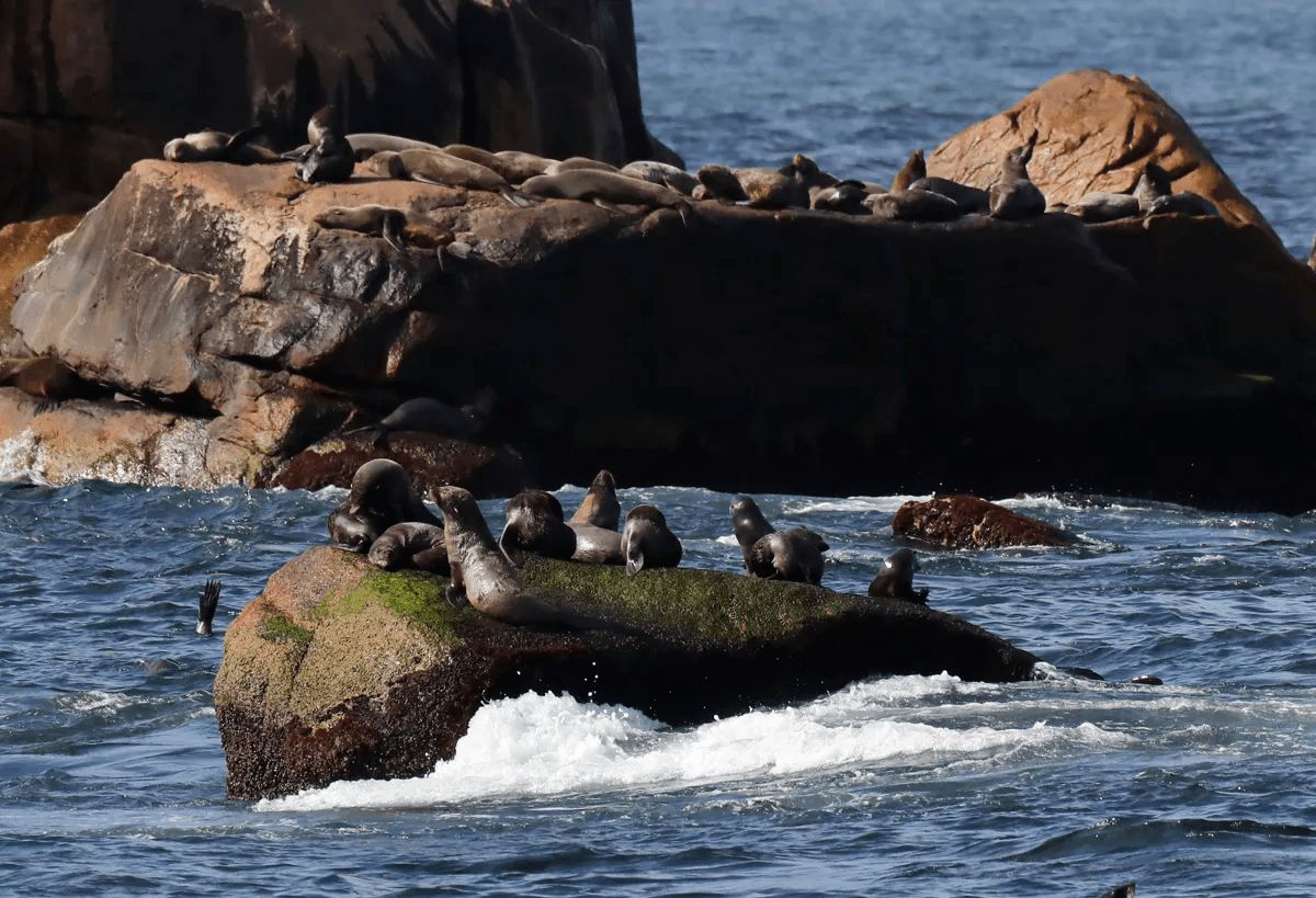 La Isla de Lobos, uno de los grandes tesoros naturales de Uruguay