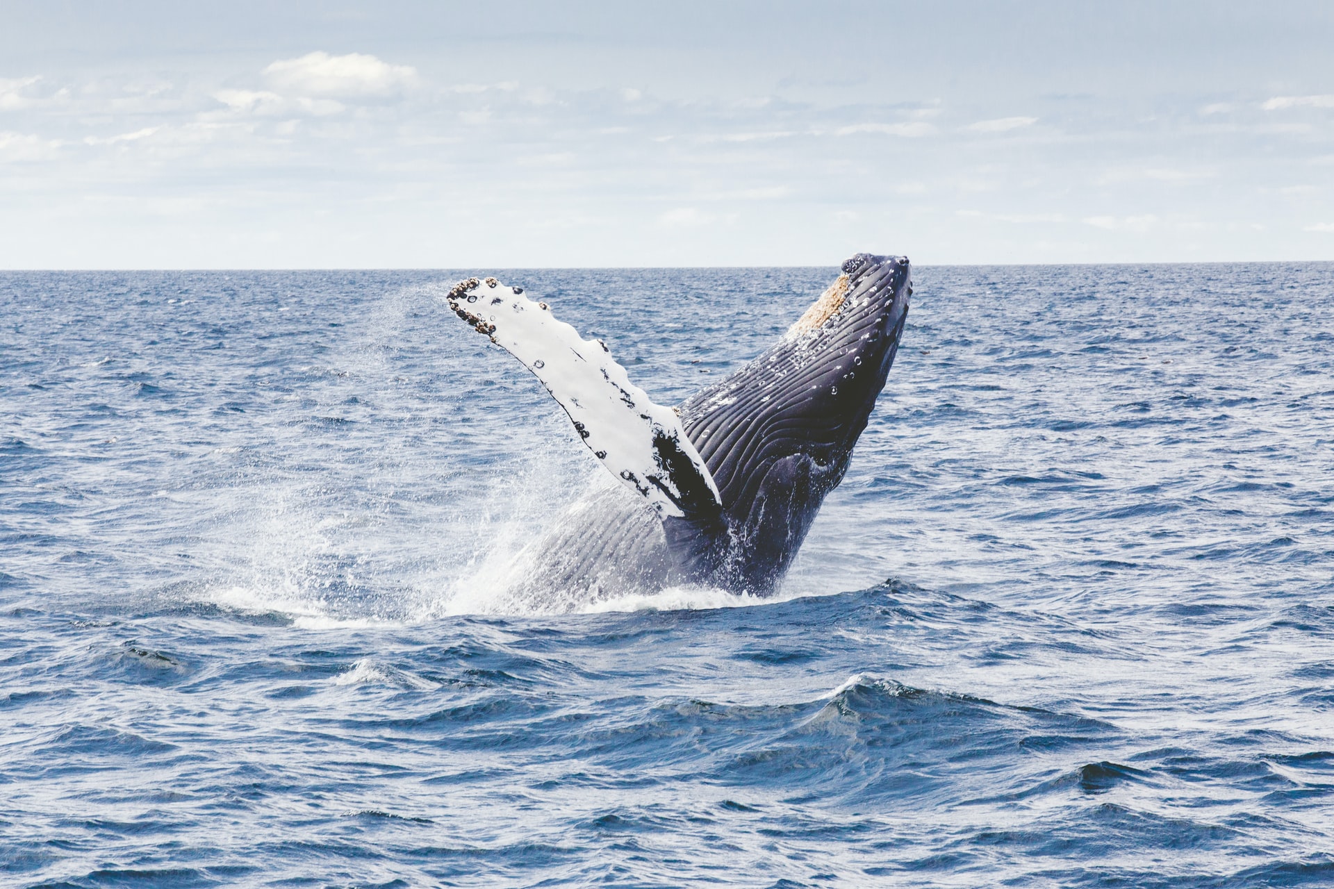 Ballena gris, amenazada por escasez de alimentos debido al cambio climático