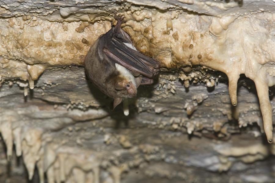 Un murciélago imita el ruido del avispón para sobrevivir