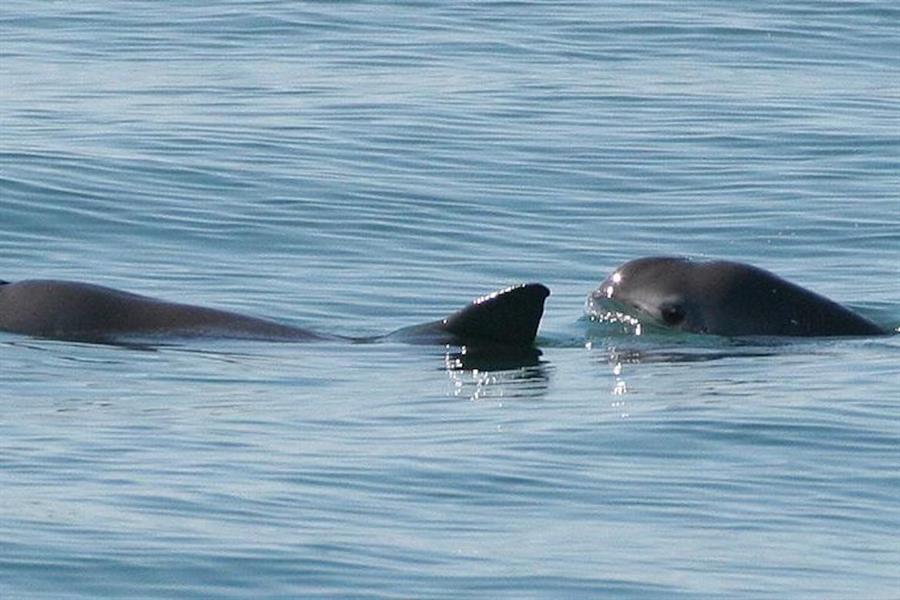 La vaquita marina podría sobrevivir por su cuenta si se elimina el enmalle