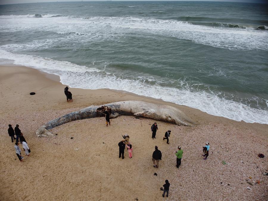 ¿Una ballena varada? Abandonar el cadáver puede ser bueno para el ecosistema