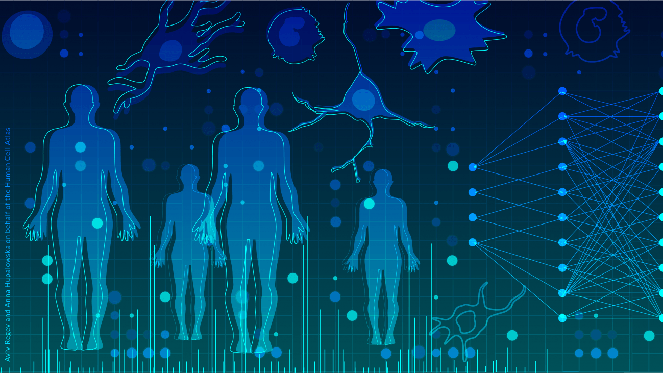 Crean un atlas de libre acceso de las células inmunitarias del cuerpo humano