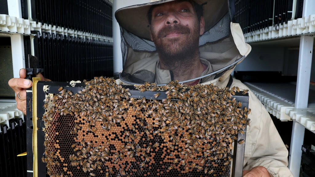 Colmenas robotizadas en Israel para preservar a las abejas