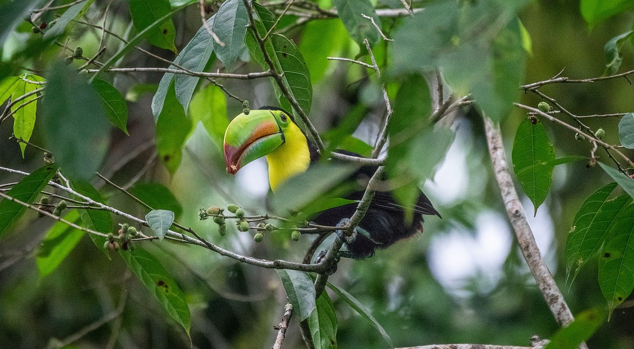 Presidente electo de Costa Rica descarta acuerdo ambiental de Escazú