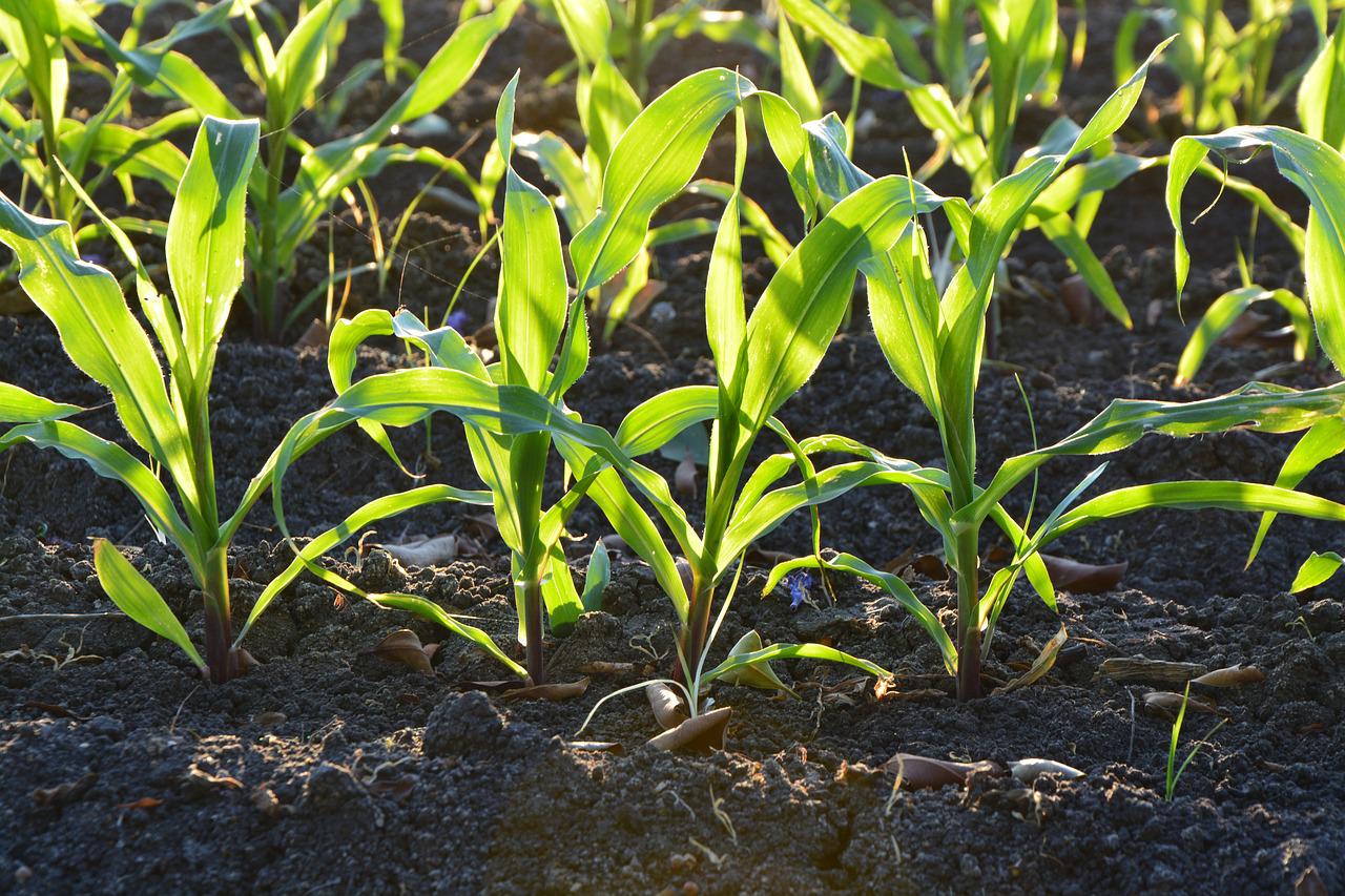 México busca aumentar producción de alimentos básicos para combatir inflación