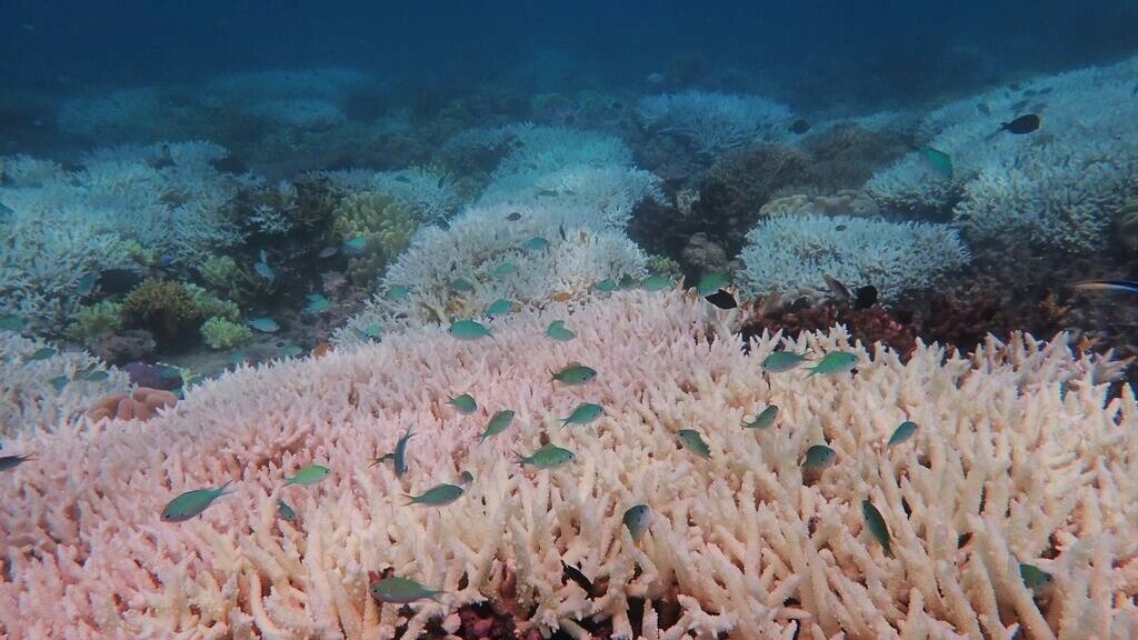 Ola de calor blanquea el 91% de la Gran Barrera de Coral en Australia