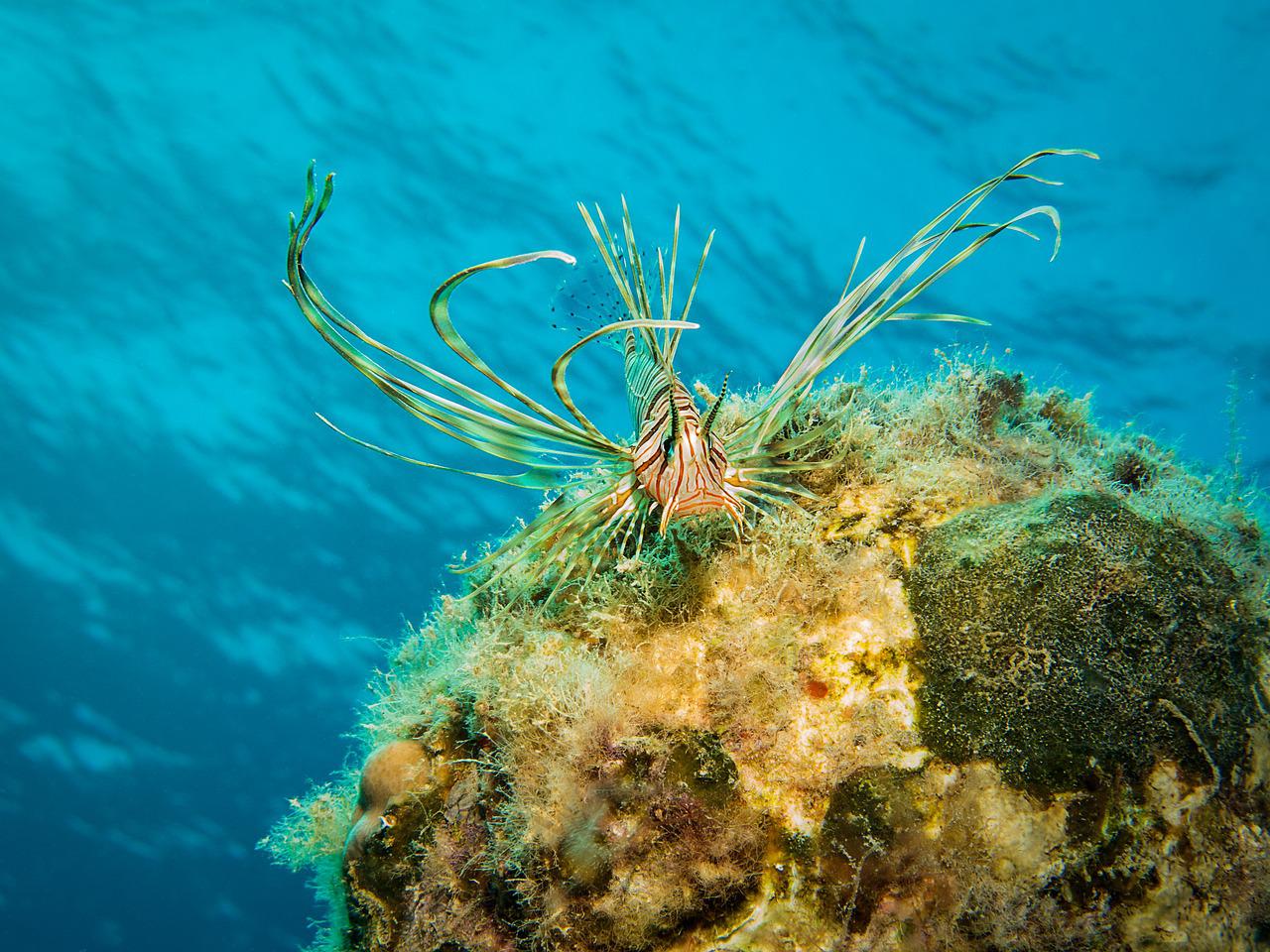 Mediterráneo, una de las áreas marinas más afectadas por especies invasoras