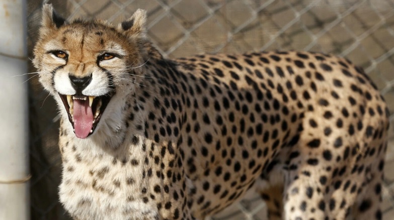 Una hembra de guepardo asiático da a luz a tres cachorros en Irán