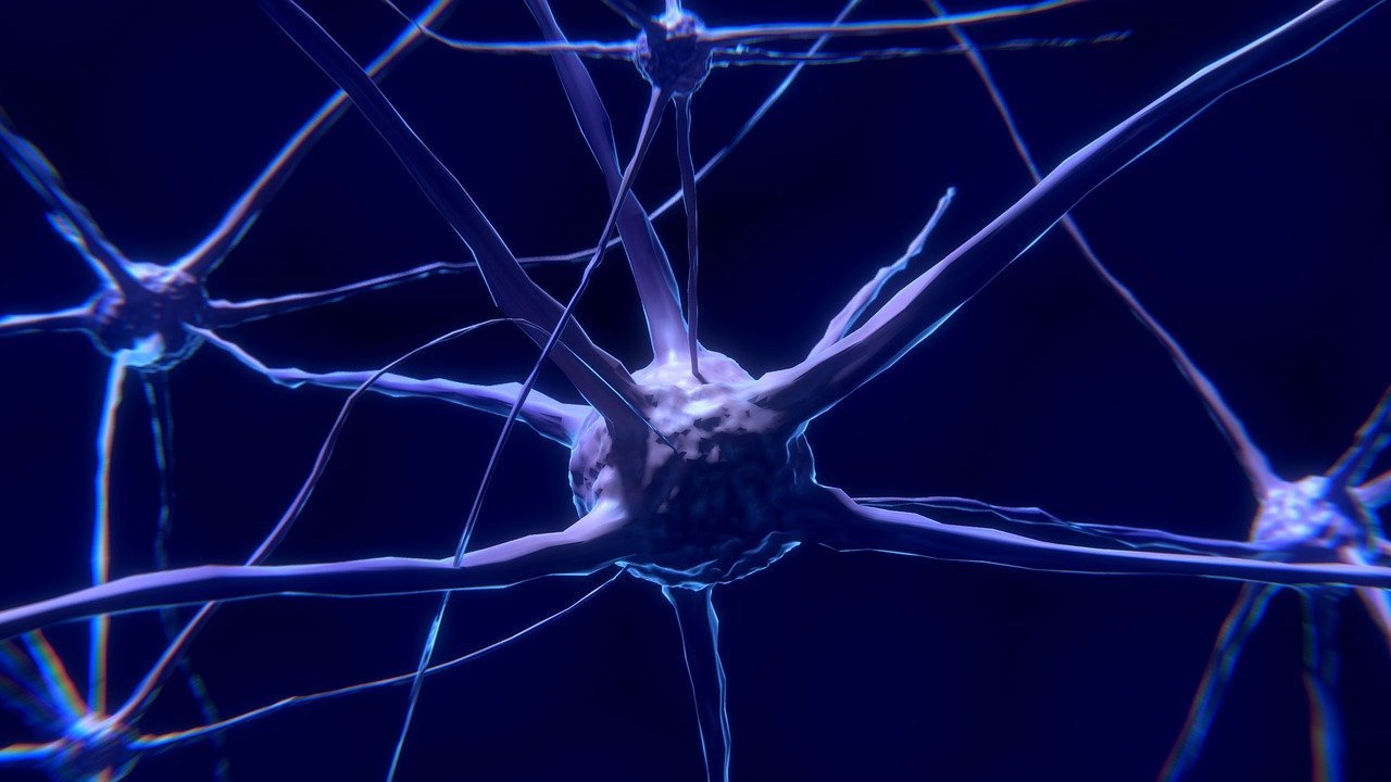 Descubren un gen relacionado con alteraciones en el desarrollo neuronal