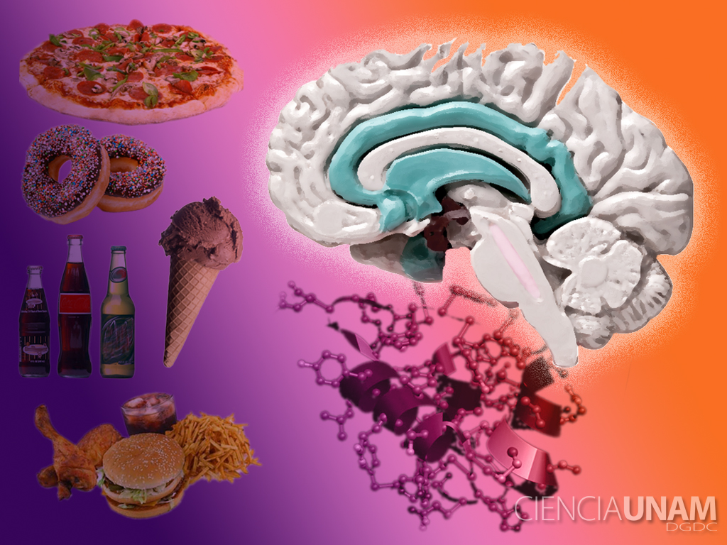 El cerebro sufre las consecuencias de una mala dieta