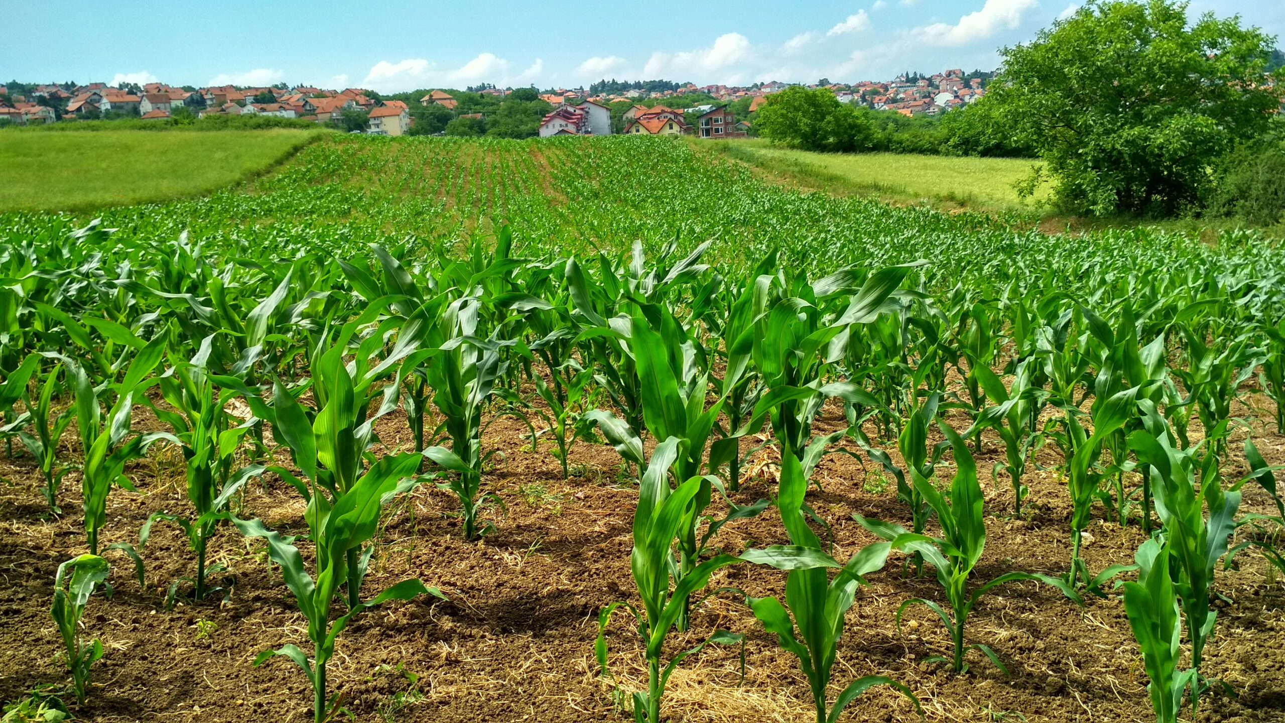 Centroamérica y República Dominicana buscan registro común de bioplaguicidas