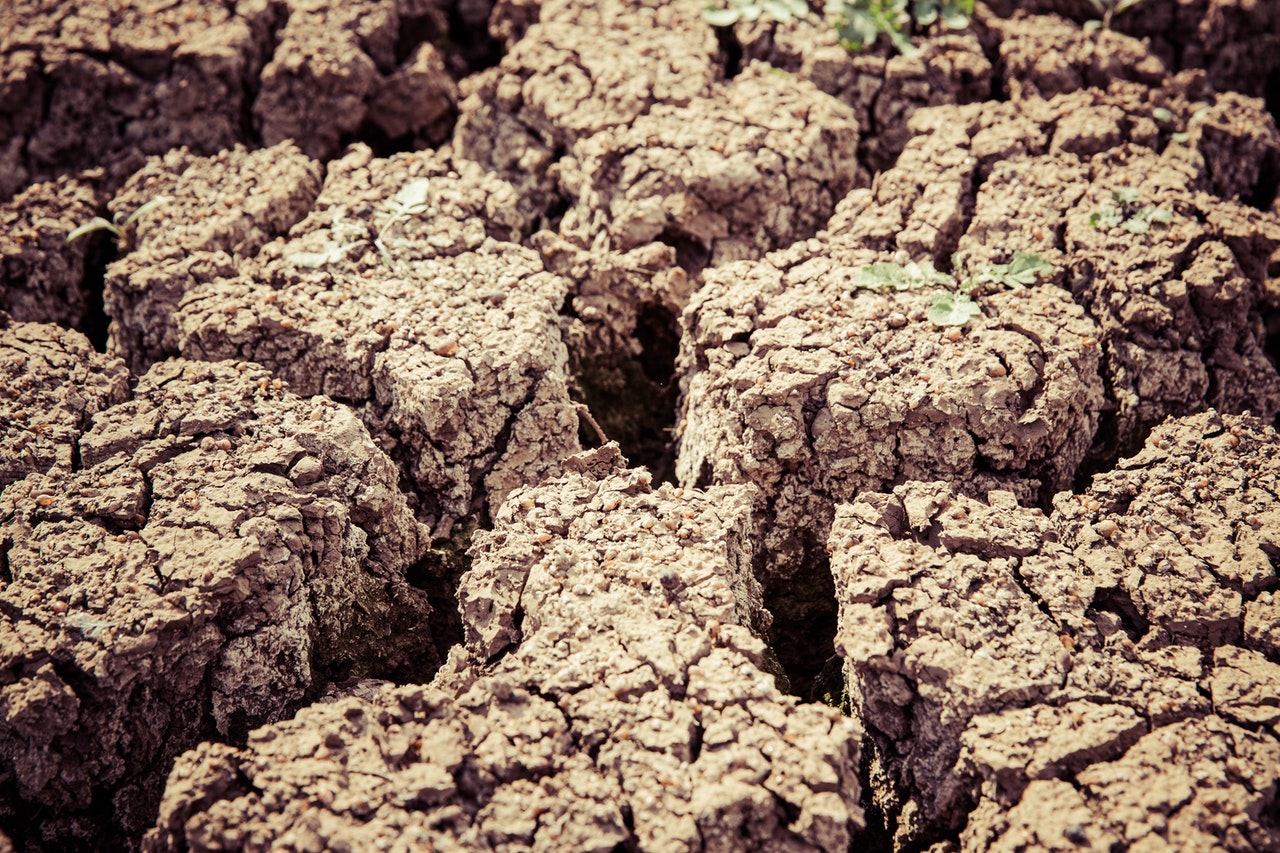 La COP15 se compromete a restaurar mil millones de hectáreas degradadas