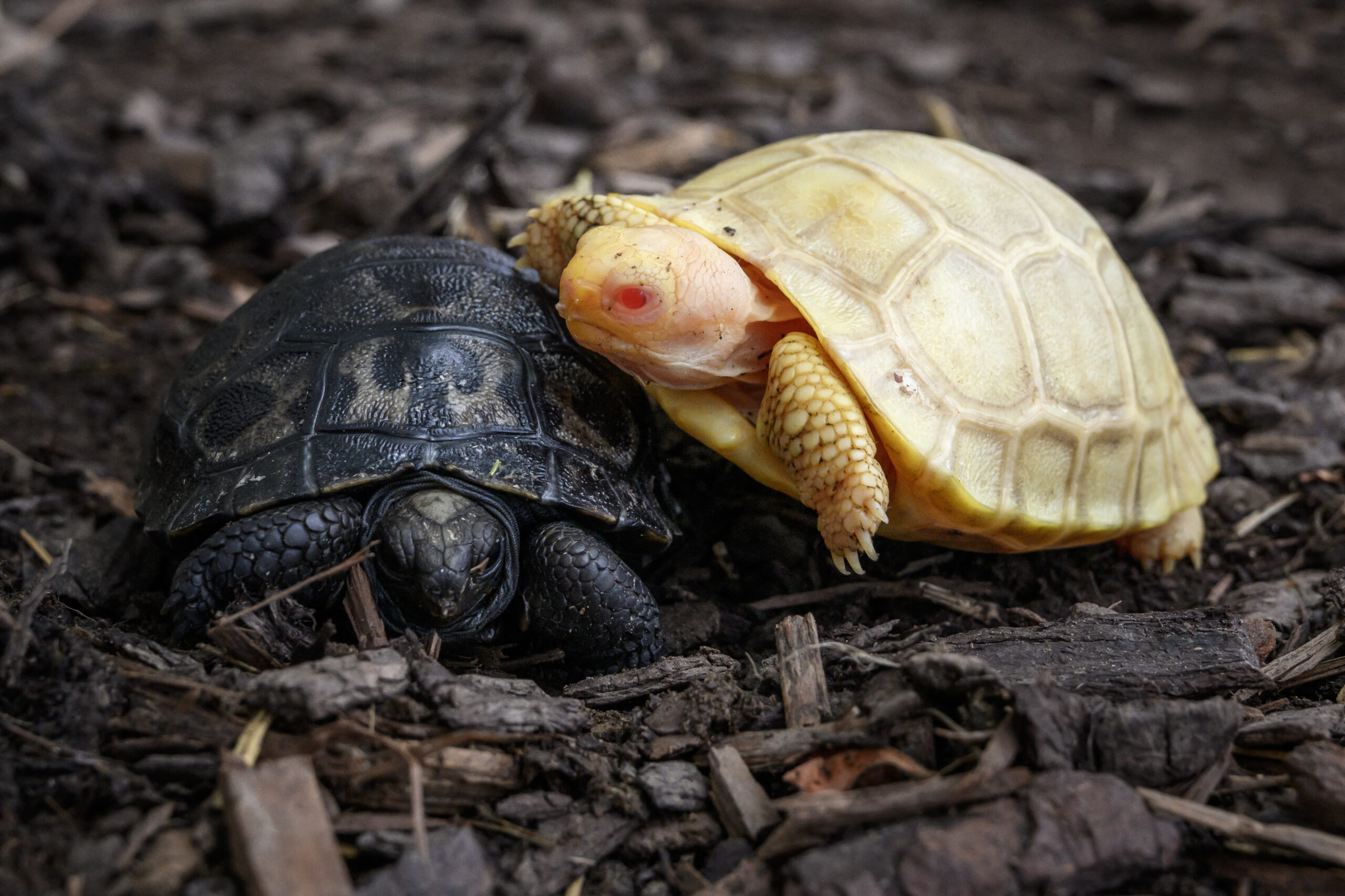 Nace en un zoo la primera tortuga gigante de Galápagos albina