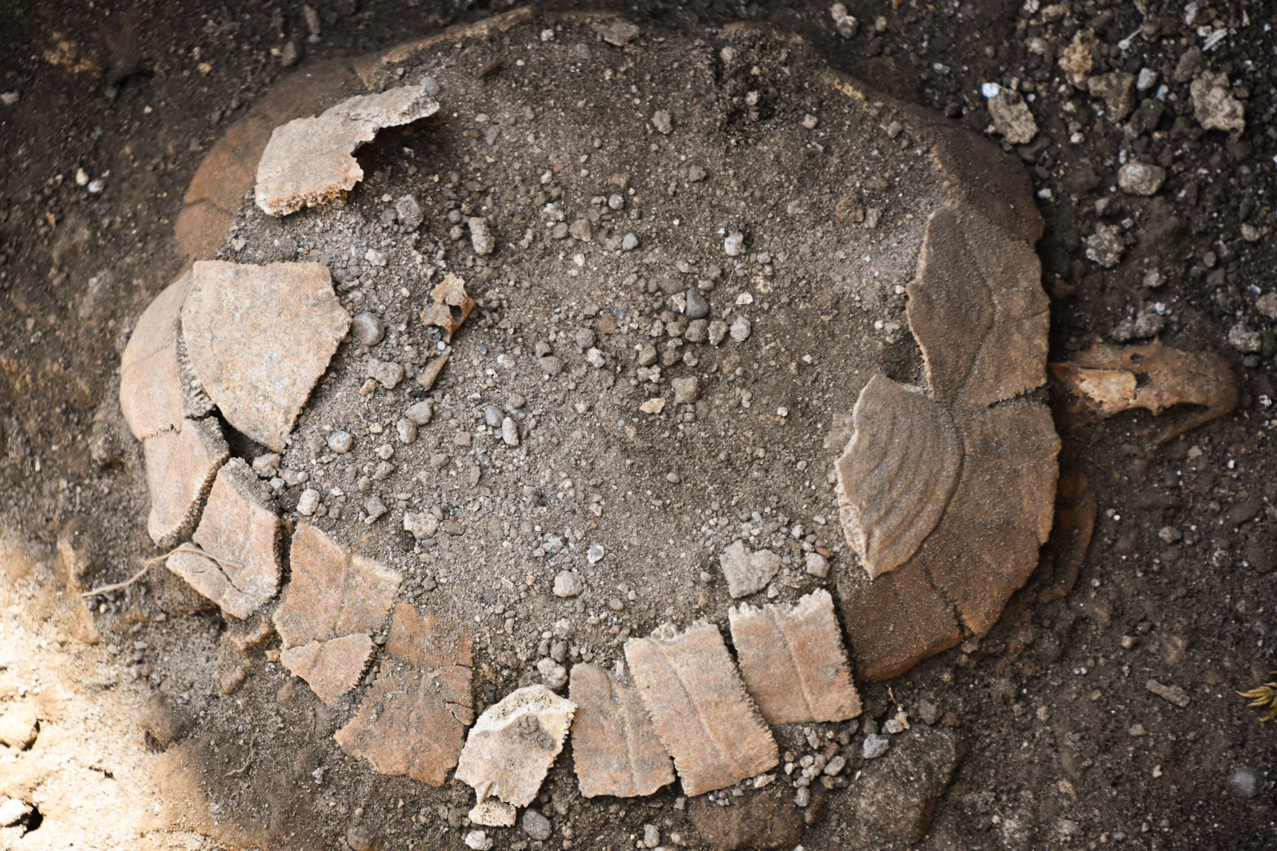 Descubierta una tortuga con un huevo en las ruinas de Pompeya