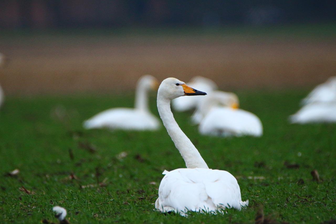 Cisnes migratorios regresan a Siberia después del invierno en China