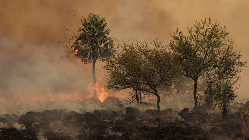 En 2021 se perdieron más de 11 millones de hectáreas de bosques tropicales