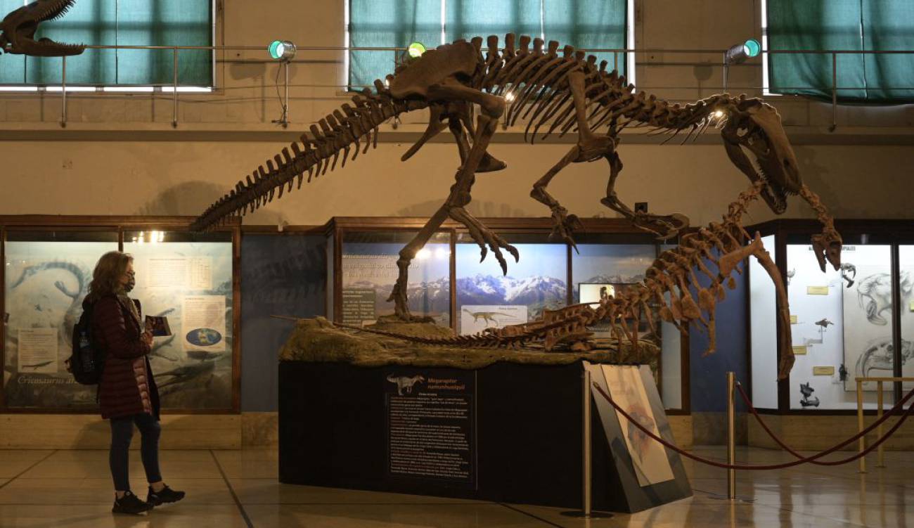 Descubren el mayor megaraptor conocido en Argentina