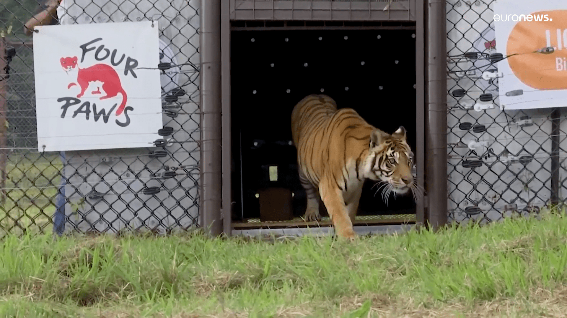 Tigres de Bengala encerrados durante 15 años son liberados en Sudáfrica