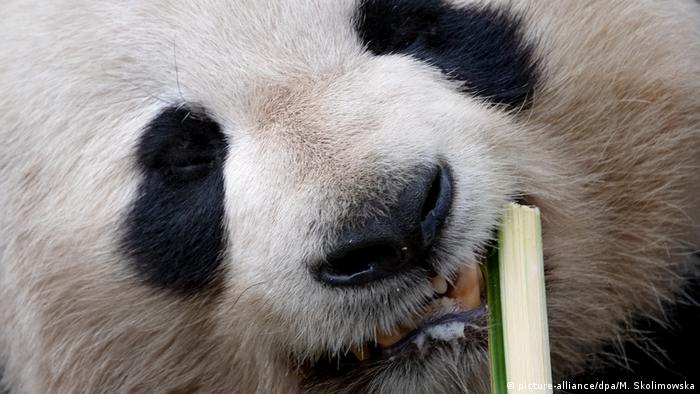 Los pandas evolucionaron para comer bambú hace unos seis millones de años