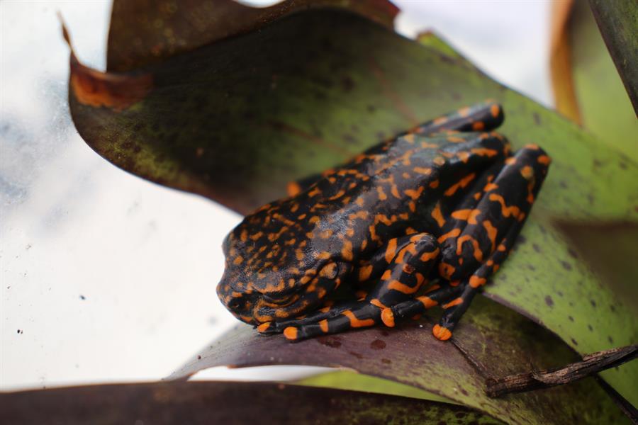 Presentan una nueva especie de rana que habita en bosques de Ecuador